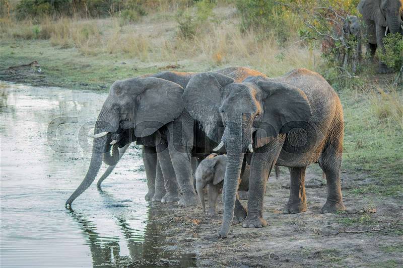 Herd of Elephants drinking in the Kruger National Park, South Africa, stock photo