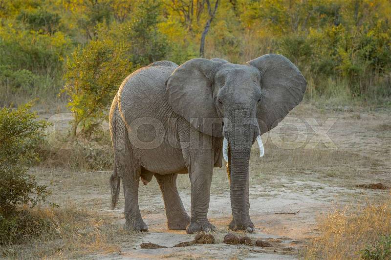 Starring Elephant in the Kruger National Park, South Africa, stock photo