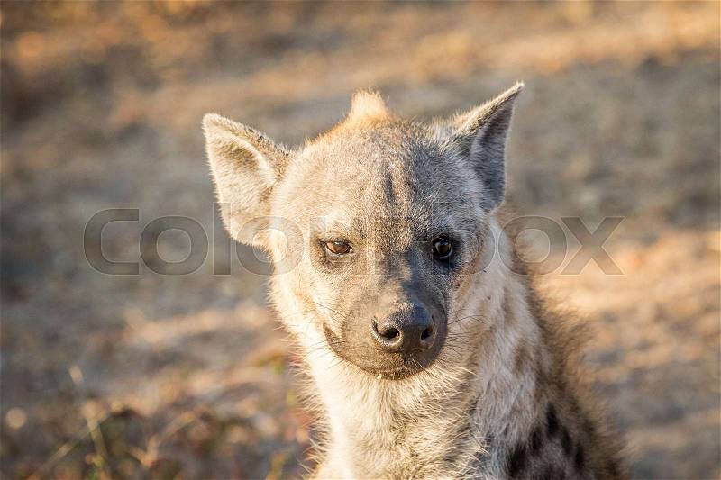 Spotted hyena female starring at the camera in the Kruger National Park, South Africa, stock photo
