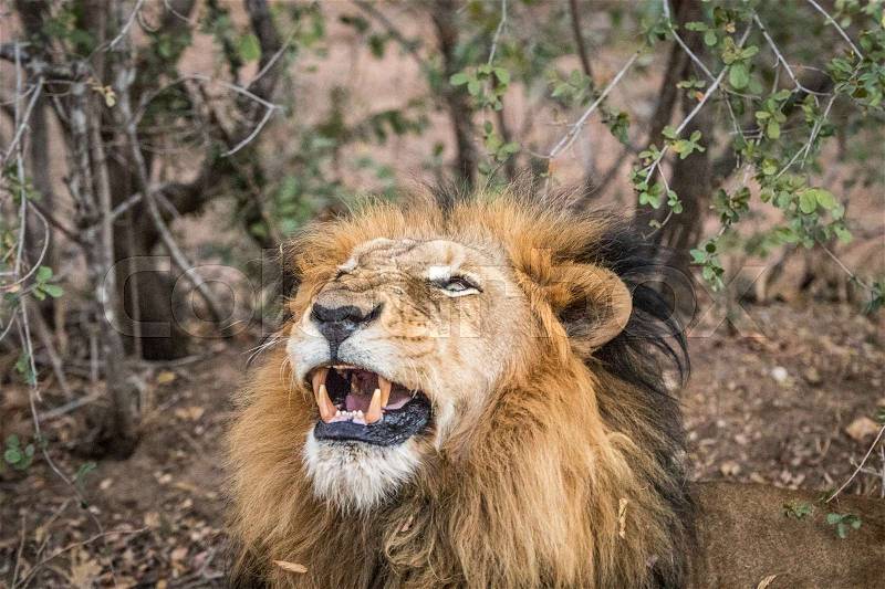 Male Lion looking up in the Kapama game reserve, South Africa, stock photo