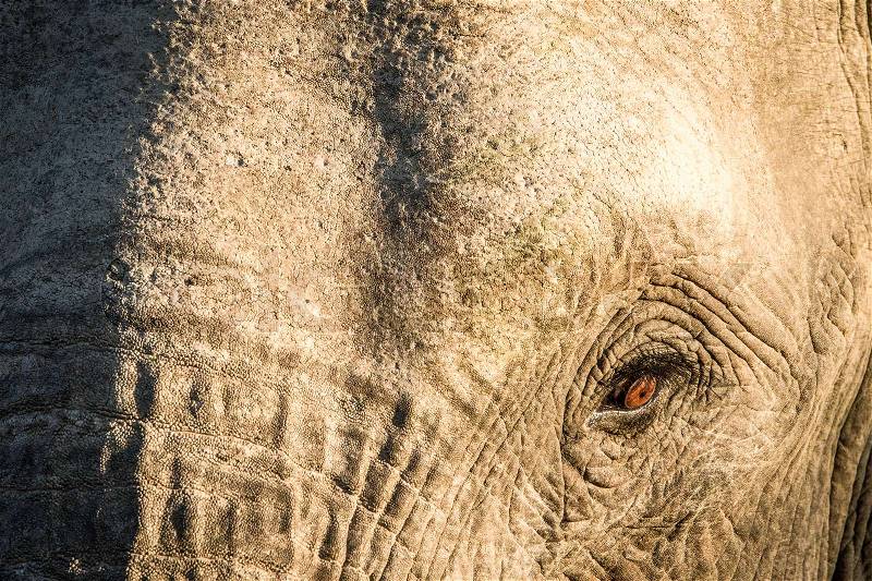 Close up of an Elephant eye in the Kapama game reserve, South Africa, stock photo