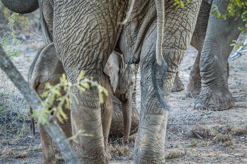 Baby Elephant in between the legs of his mother in the Kapama game reserve, South Africa, stock photo