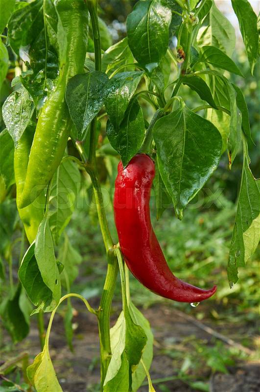 Bush of red long hot pepper after rain, stock photo