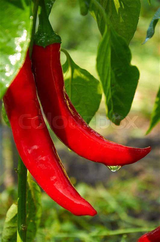 Bush of red long hot pepper after rain, stock photo
