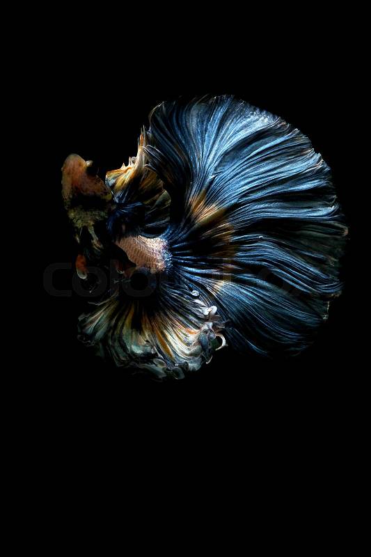 The Art of Siamese fighting betta fish movement black background, stock photo
