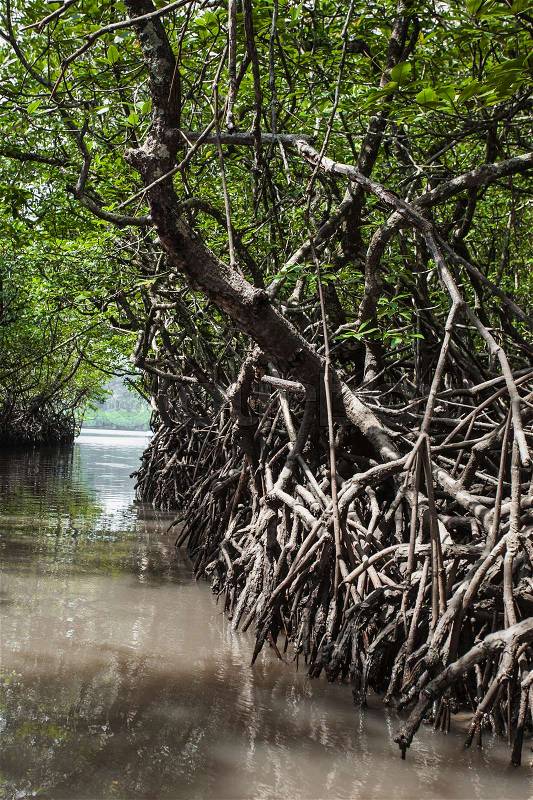 Mangrove tree at Havelock island, Andaman and Nicobar, India, stock photo