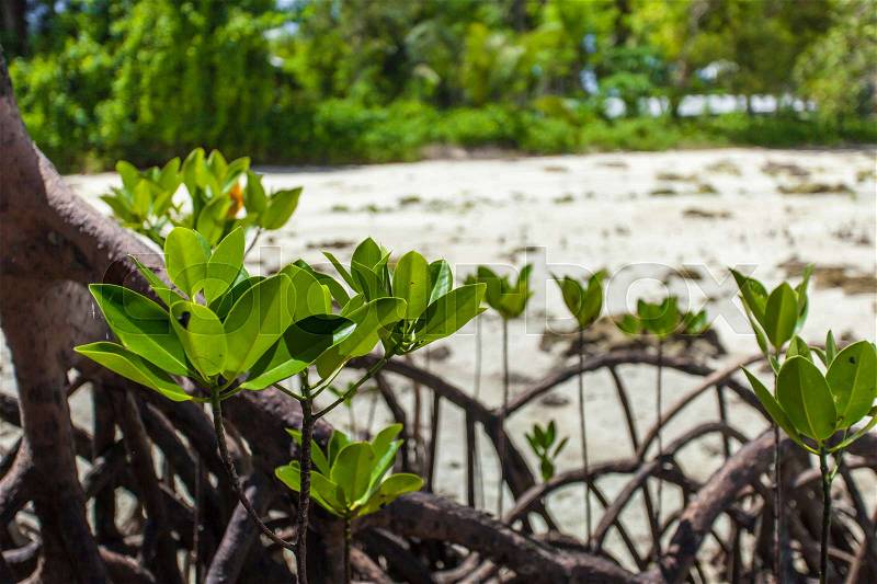 Mangroves in Andaman beach, India, stock photo