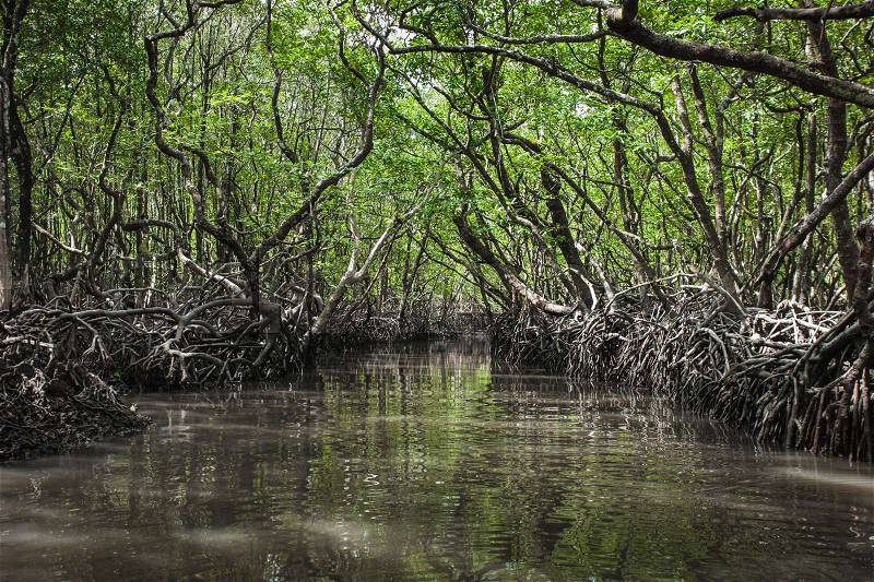 Mangrove tree at Havelock island, Andaman and Nicobar, India, stock photo