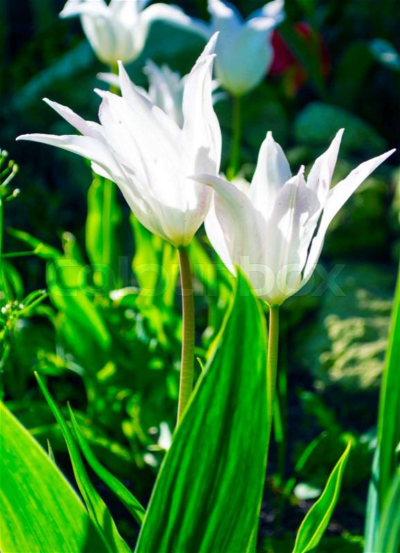 White tulips. Beautiful white tulips flowerbed closeup. Flower background, stock photo