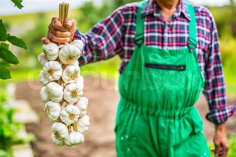 Garlic. Farmer in the garden holding bunch of garlic, stock photo