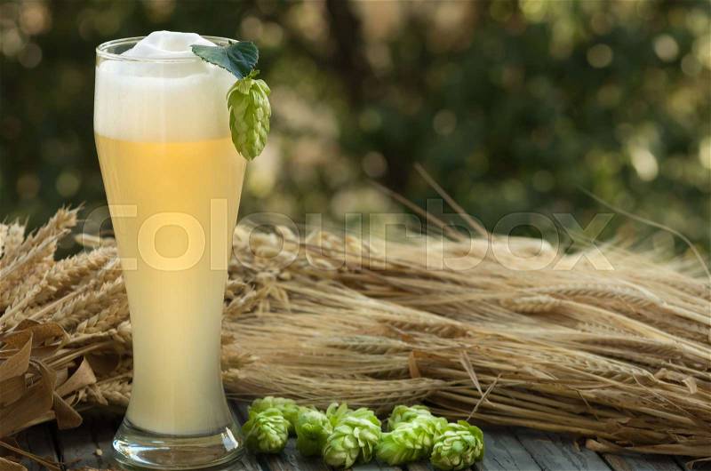Large glass beer, kvass, malt, hops barley ears natural background, stock photo