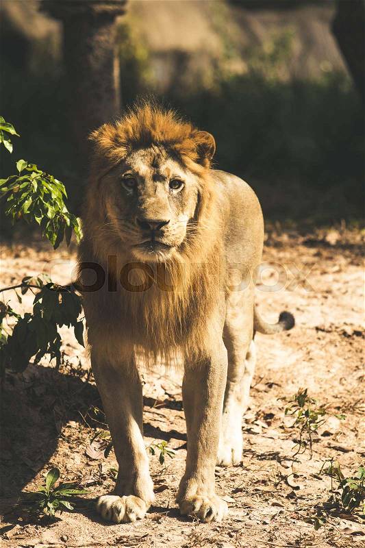 Big lion in the zoo, stock photo