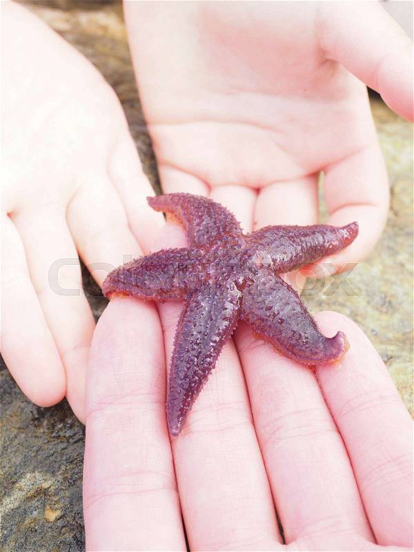 Starfish purple color out of water, walking from big hand to small hands, stock photo