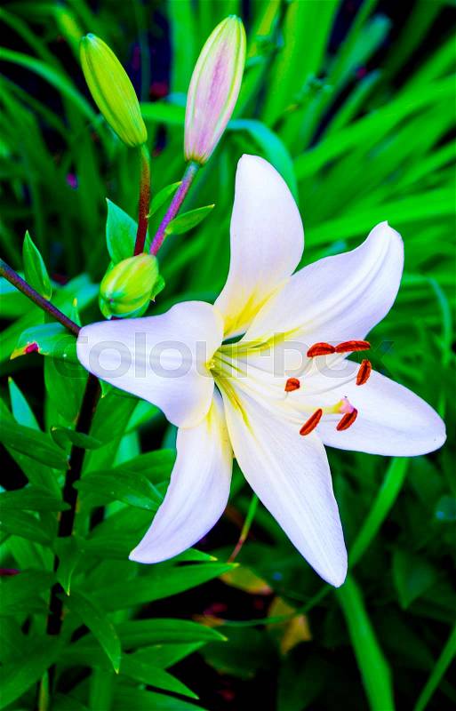 White lily. lilies. madonna lily,white lily,flowers spring,lily on white,white flowers,white petals,lily flowers against fence,amazing white flowers,spring flowers. lily white, stock photo