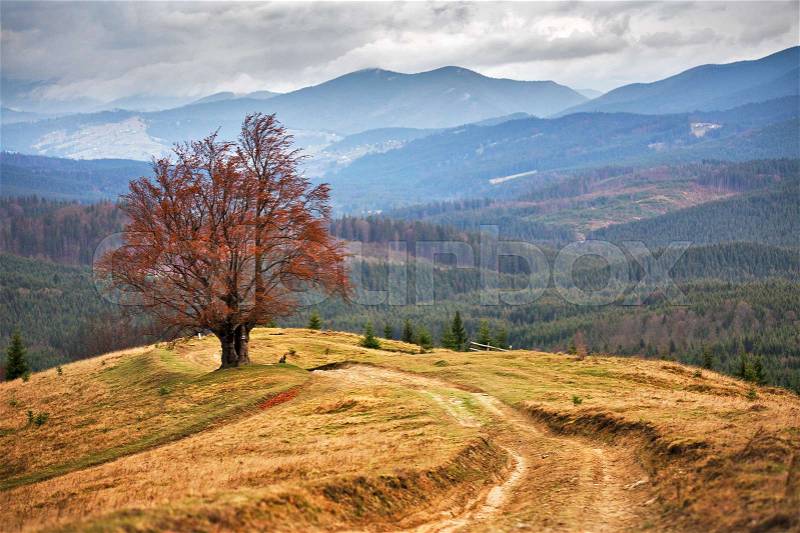 Lone tree in Carpathian autumn mountains. Cloudy fall scene, stock photo
