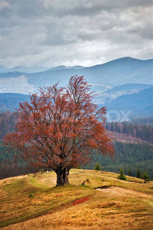 Lone tree in Carpathian autumn mountains. Cloudy fall scene, stock photo