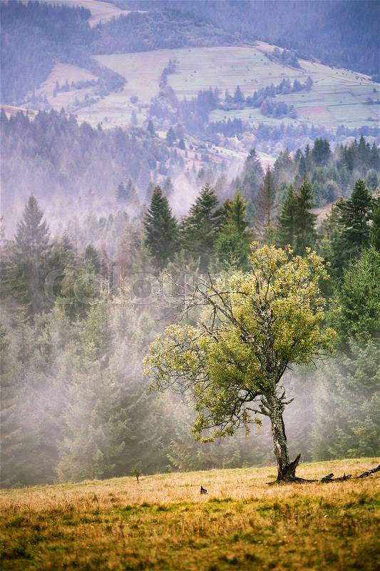 Autumn foggy Carpathian mountain scene. Fall rain and mist , stock photo