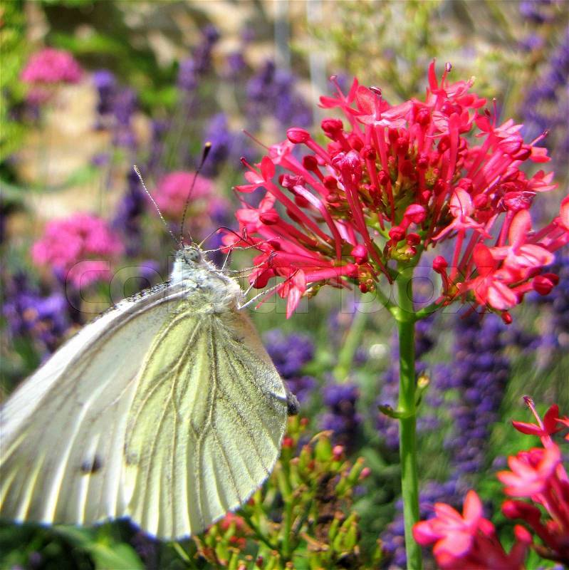 Blomstrende blomsterbed med sommerfugl, stock photo