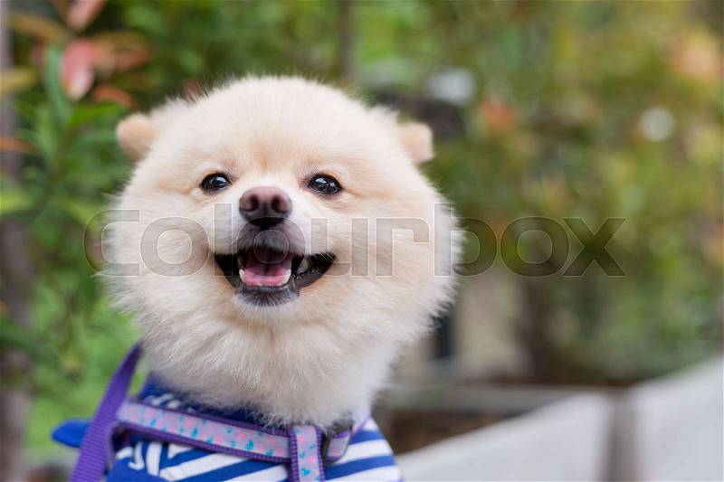 Pomeranian dog puppy cute cute pet happy friendly, stock photo