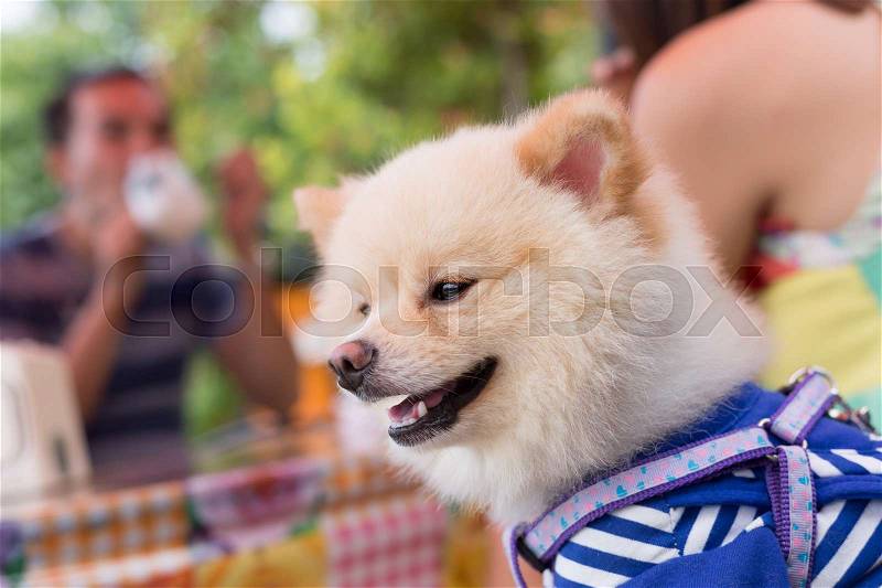 Pomeranian dog puppy cute cute pet happy friendly, stock photo