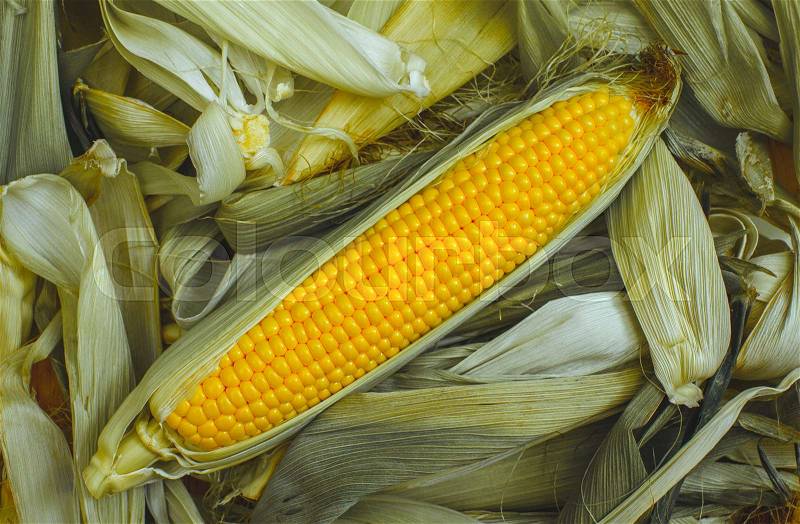 Young, juicy, ripe, raw ear of corn lying on the green tops. Corn harvest collection, stock photo