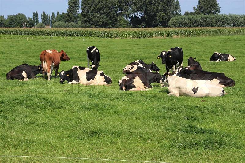 A blue sky and a herd of cows, Holstein Friesian cows and one Red Brindled cow in the grassland in the country side in the summer, stock photo