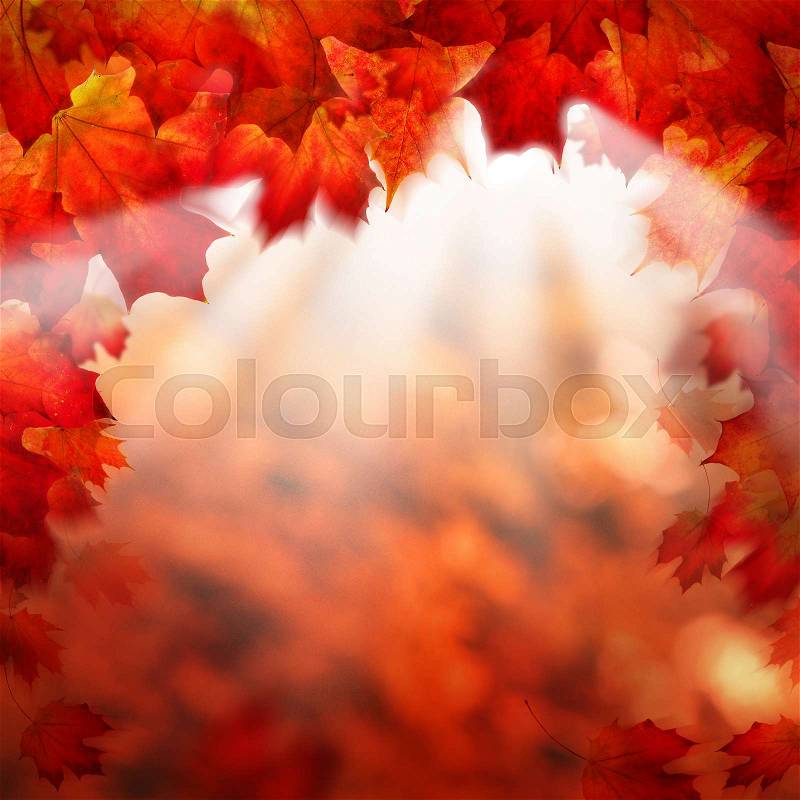 Abstract Autumn Background Border with Fall Maple Leaves, stock photo