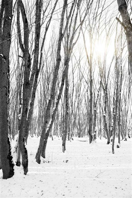 Forest and sun through trees - black and white, stock photo