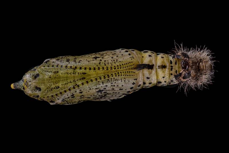 Colored butterfly pupa isolated on a black background, stock photo