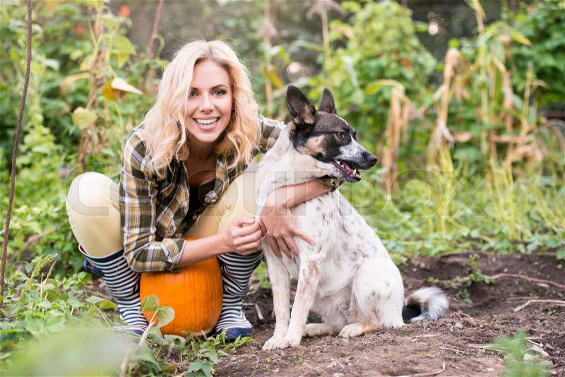 Beautiful young blond woman in checked shirt with her dog working in garden harvesting pumpkins. Autumn nature, stock photo