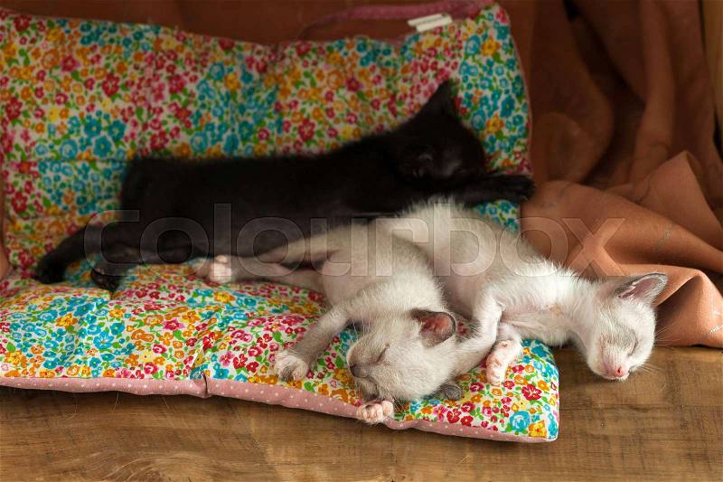 Relax group cute kitty cat sleeping cozy rest close up, stock photo