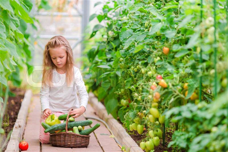 Little girl in greenhouse with basket full of harvest. Time to harvest. Big basket full of vegetables, stock photo