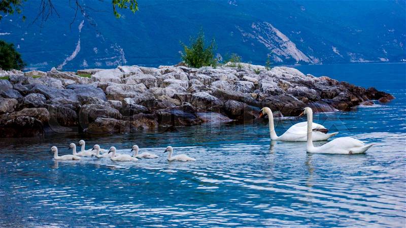 Swans on the lake. Swans with nestlings. Swan with chicks. Mute swan family, stock photo