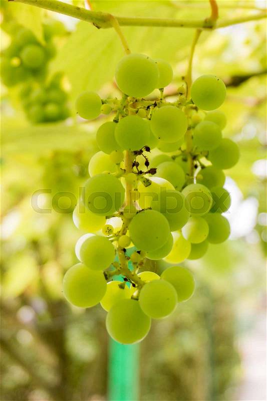 Ripe Bunche of White Wine Grapes. Grape. Grape harvest. Grape pattern. Grape background. Green grape. White grapes, stock photo