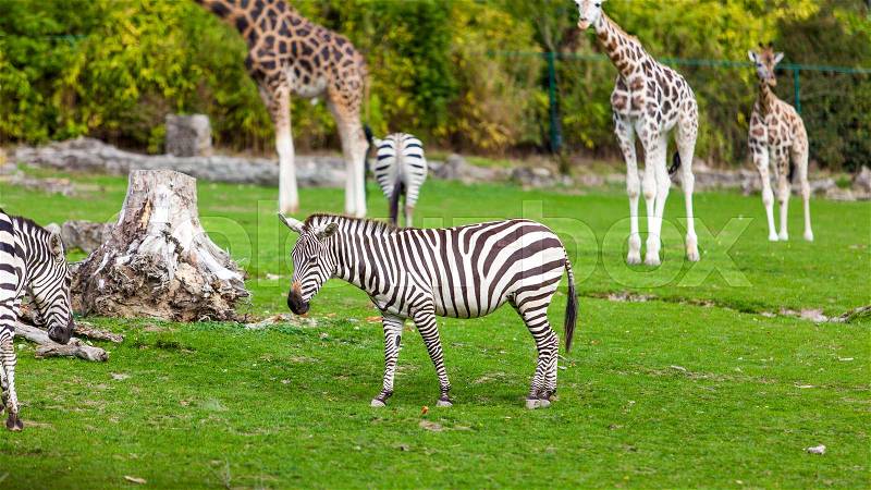 Zebra and giraffe at the green park in Zoo, stock photo