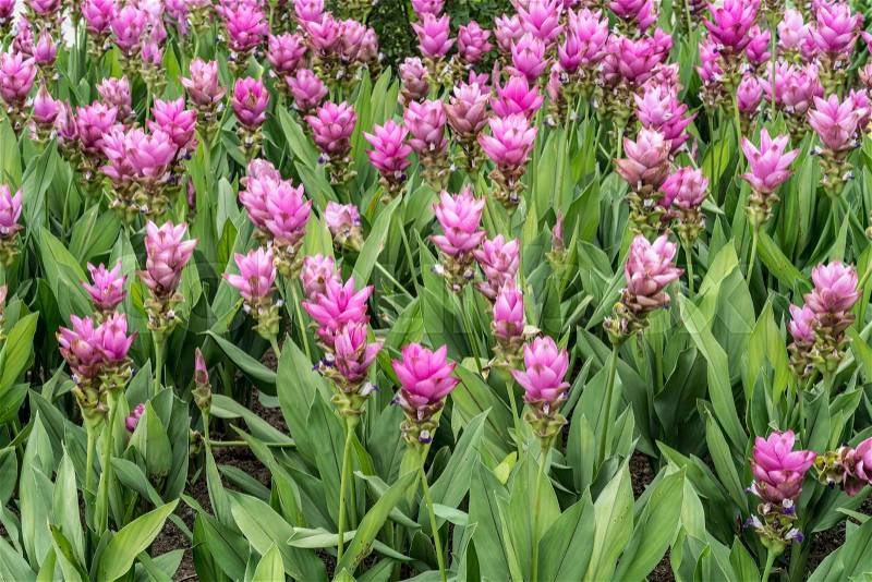 Siam tulip pink flowers, stock photo