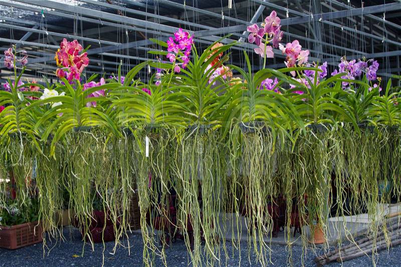 Tropical orchid plants in greenhouse,sale of indoor flowers with purple orchid, stock photo
