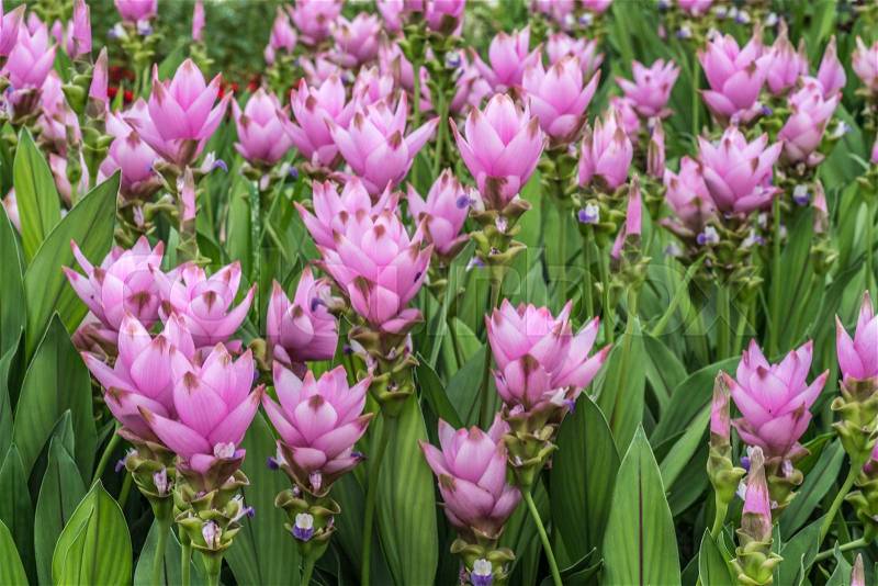 Siam tulip pink flowers, stock photo