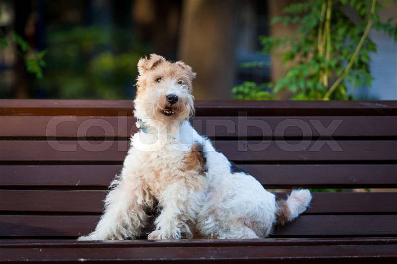 Beautiful dog. Portrait young dog playing. Fox Terrier, stock photo