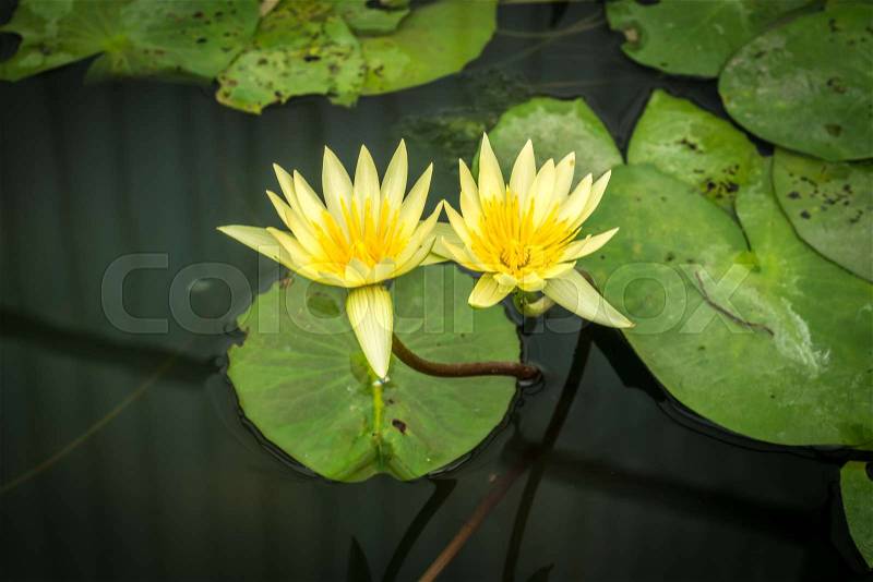 Ivory white lotus with green lotus leaves in pond, stock photo