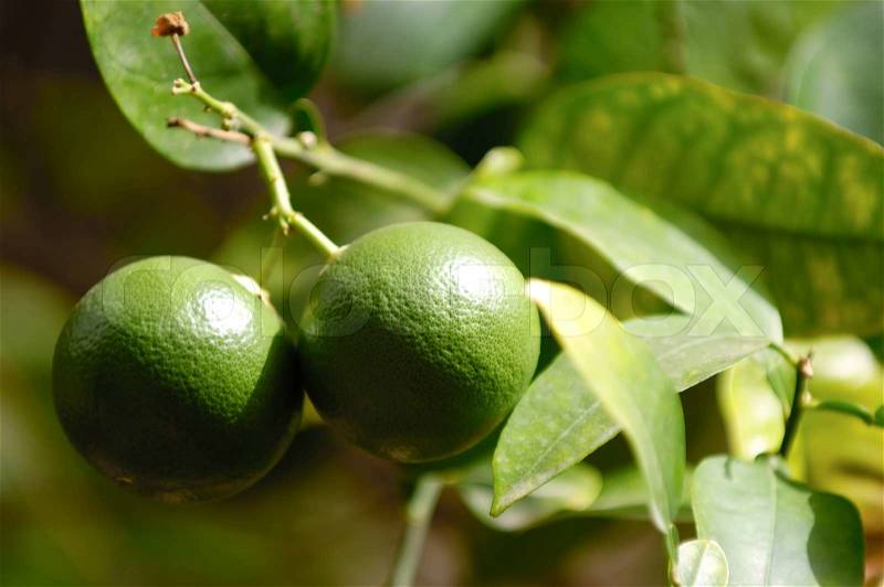 Lime tree with lime fruits, stock photo