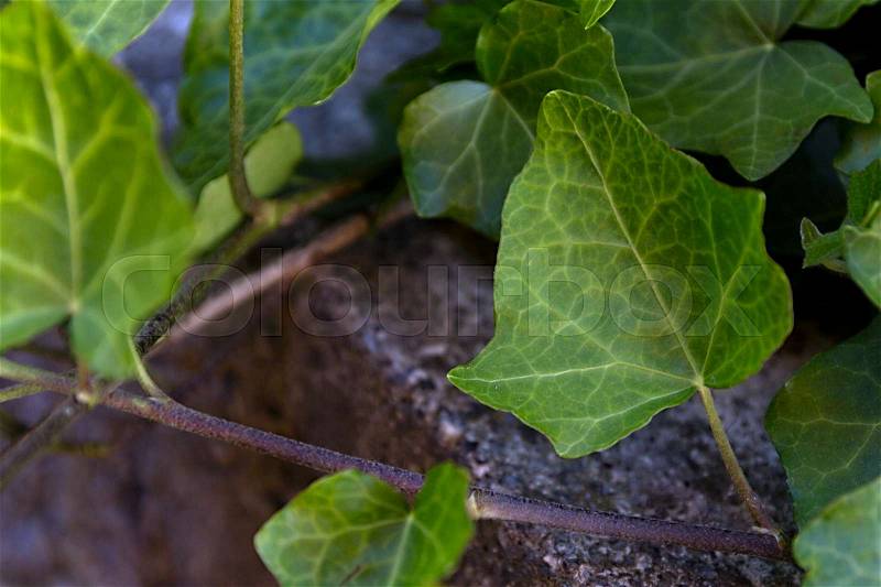 Close up fresh green Ivy gourd leaves, stock photo