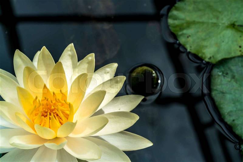White lotus with green lotus leaves in pond, stock photo