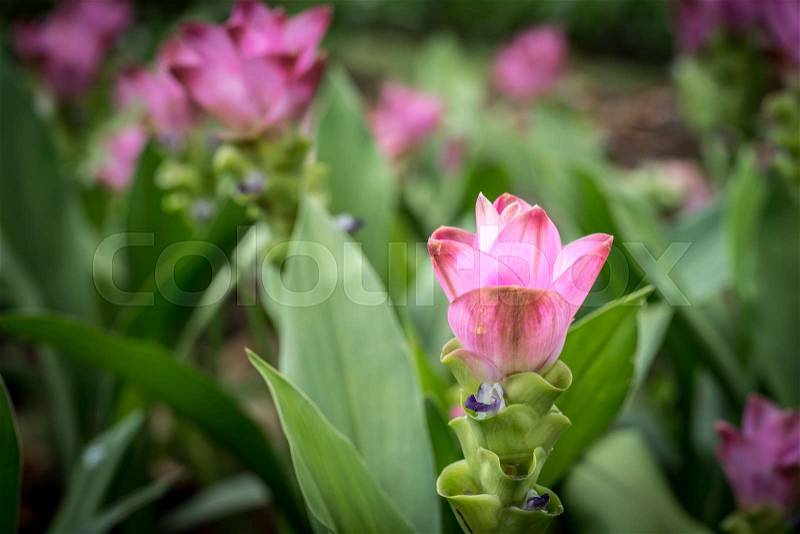 Siam tulip pink flowers on green blurred background, stock photo