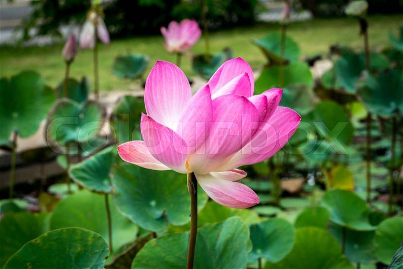 Pink lotus on green lotus leaves blurred background in pond, stock photo