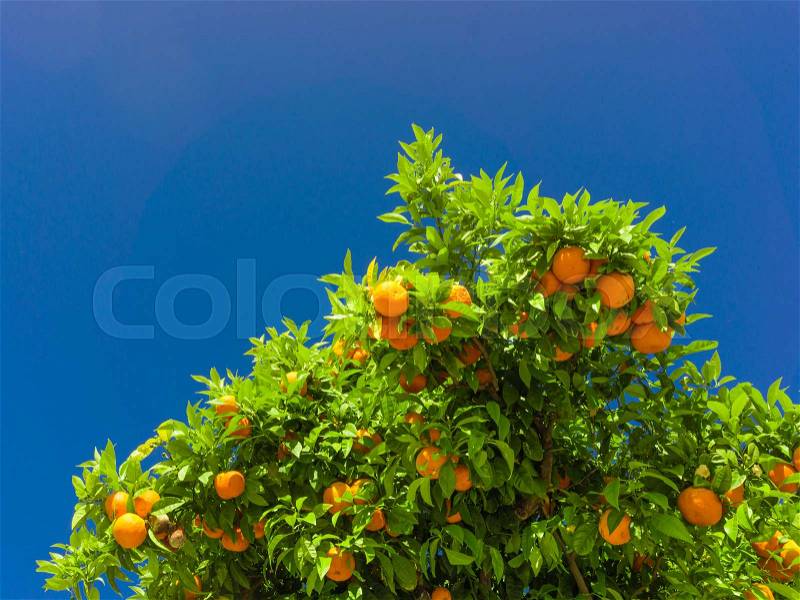 Orange tree. oranges hanging on branch, orange orchard, stock photo