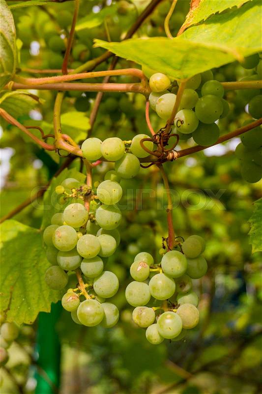 Ripe Bunche of White Wine Grapes. Grape. Grape harvest. Grape pattern. Grape background. Green grape. White grapes, stock photo