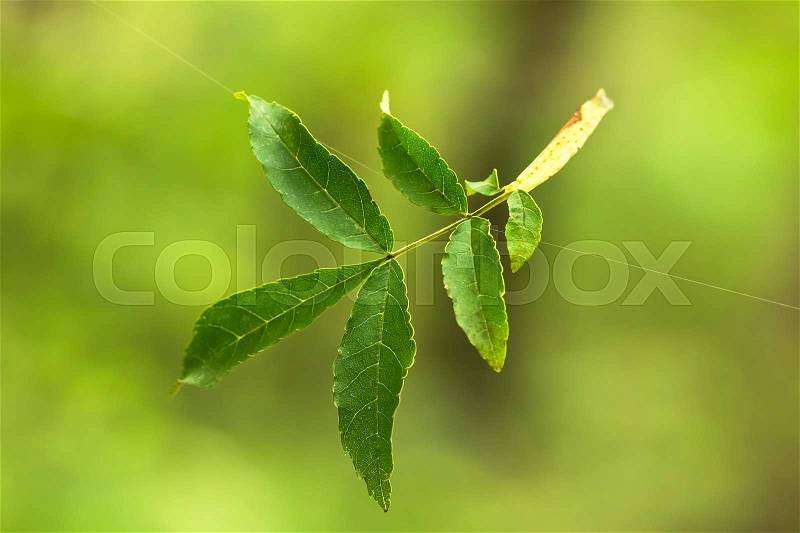 Green leaf hangs on a spider web in the forest on a green background, stock photo