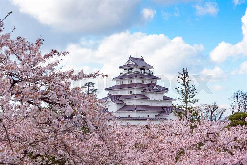 Tsuruga Castle (Aizu castle) surrounded by hundreds of sakura trees, stock photo