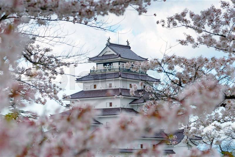 Tsuruga Castle (Aizu castle) surrounded by hundreds of sakura trees, stock photo